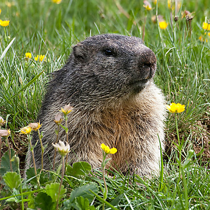 Groundhog Day began in 1887 in Punxsutawney, PA. 
