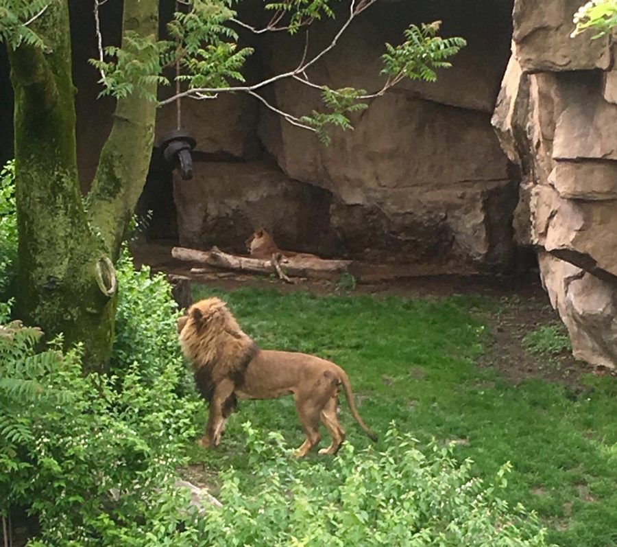 The lions take a peaceful rest in the shade.